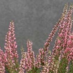 Calluna vulgaris 'Alexandra' cov 
