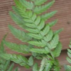 Polystichum tsussimense - Polystichum japonais