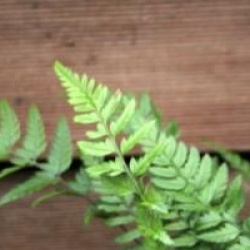 Polystichum tsussimense