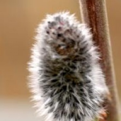 Salix cinerea