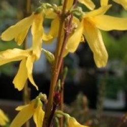 Forsythia x intermedia 'Fiesta' - Forsythia Fiesta