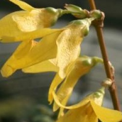 Forsythia x intermedia 'Fiesta'