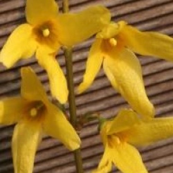 Forsythia x intermedia 'Fiesta'