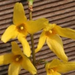 Forsythia x intermedia 'Fiesta'