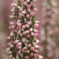 Calluna vulgaris 'Alexandra' cov 