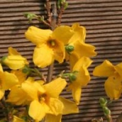 Forsythia x intermedia 'Mindor' cov 