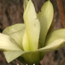 Magnolia 'Butterflies' - Magnolia Butterflies