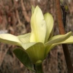 Magnolia 'Butterflies'