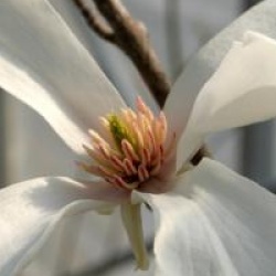 Magnolia kobus