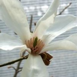 Magnolia kobus