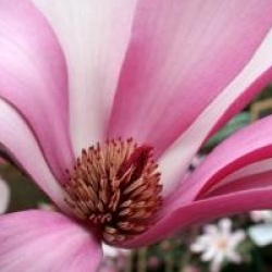 Magnolia 'Royal Crown' 