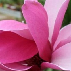 Magnolia 'Royal Crown' 