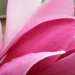 Magnolia 'Royal Crown' 