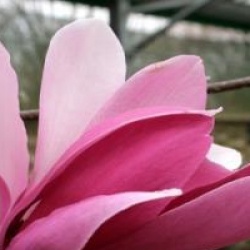Magnolia 'Royal Crown' 