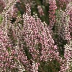 Calluna vulgaris 'Alexandra' cov 