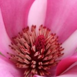 Magnolia 'Royal Crown' 