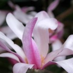Magnolia stellata 'Rosea'