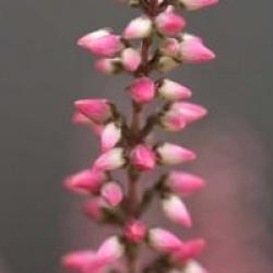 Calluna vulgaris 'Alexandra' cov 