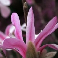 Magnolia stellata 'Rosea'