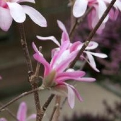 Magnolia stellata 'Rosea'