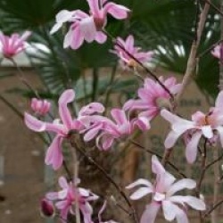 Magnolia stellata 'Rosea'