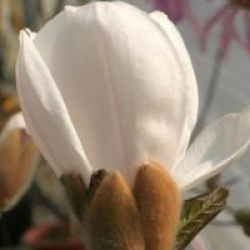 Magnolia x loebneri 'Merrill'