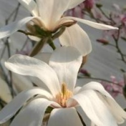 Magnolia x loebneri 'Merrill'