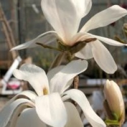 Magnolia x loebneri 'Merrill'