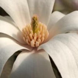 Magnolia x loebneri 'Merrill'