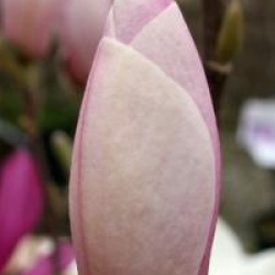 Magnolia x soulangeana 'Burgundy'