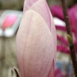 Magnolia x soulangeana 'Burgundy'