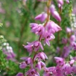 Calluna vulgaris 'Allegro'