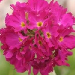 Primula rosea - Primev�re rose