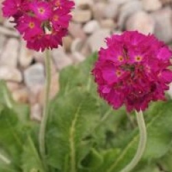 Primula rosea