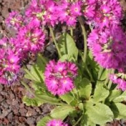 Primula rosea
