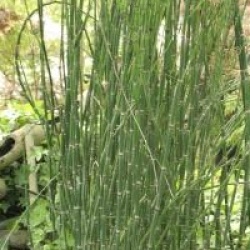Equisetum japonicum - Grande pr�le du Japon