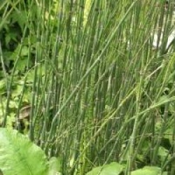Equisetum japonicum