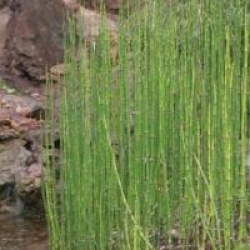 Equisetum japonicum