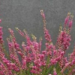 Calluna vulgaris 'Allegro'
