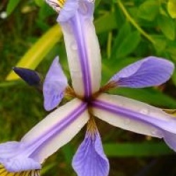 Iris versicolor - Iris versicolor