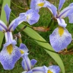 Iris versicolor