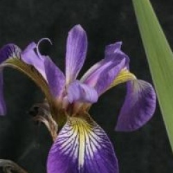 Iris versicolor