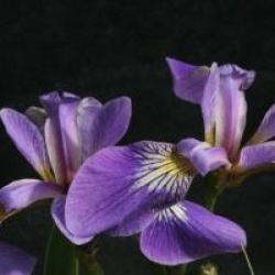 Iris versicolor