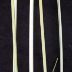 Schoenoplectus lacustris 'Albescens'