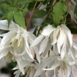 Clematis 'Albina Plena' - Cl�matite Albina Plena