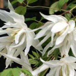 Clematis 'Albina Plena'