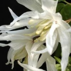 Clematis 'Albina Plena'