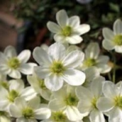 Clematis 'Ovation' - Cl�matite Ovation