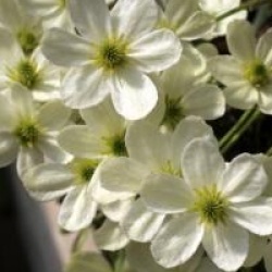 Clematis 'Ovation'