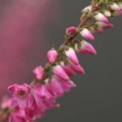 Calluna vulgaris 'Allegro'